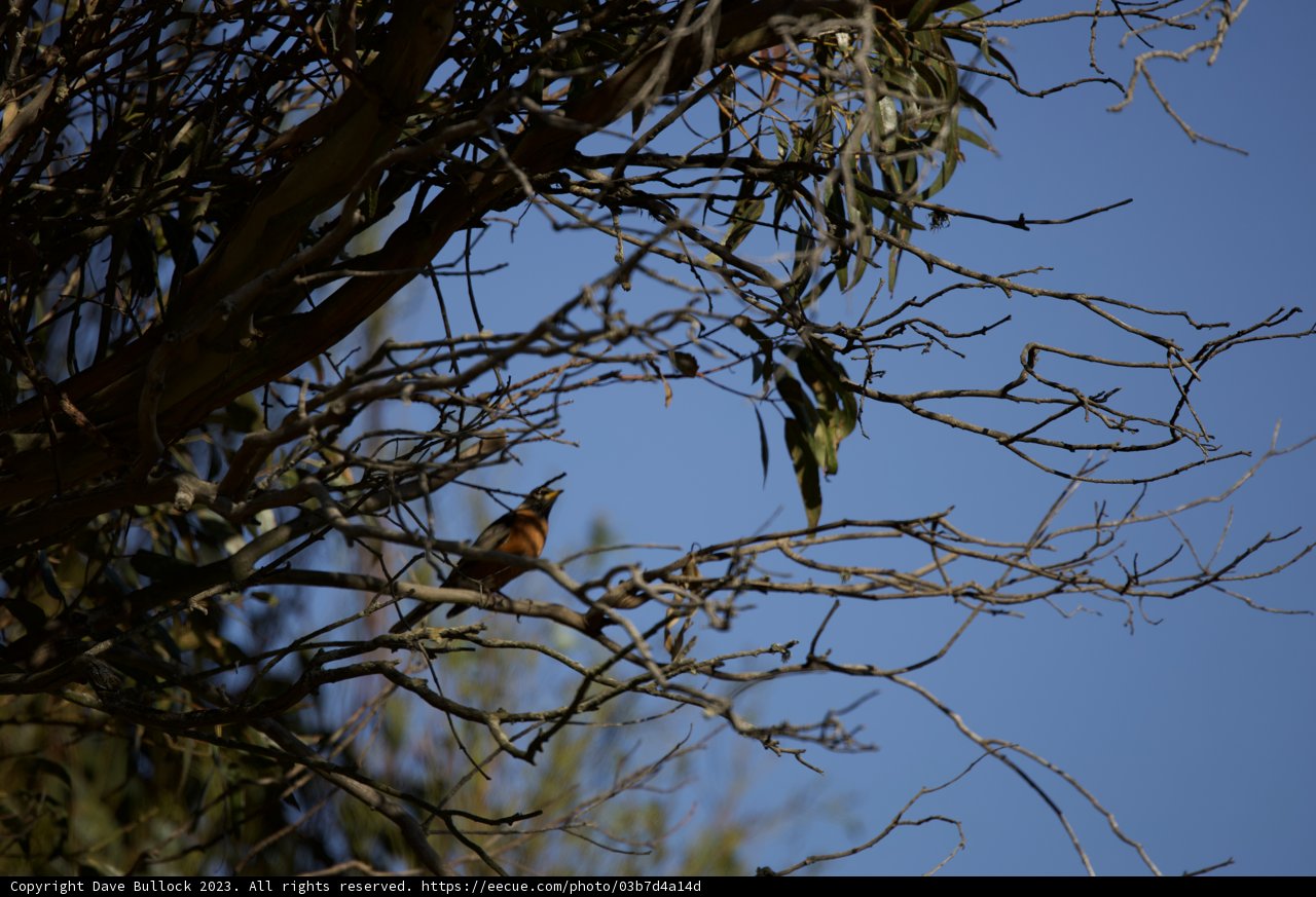 Feathered Friends Amidst Nature's Canopy