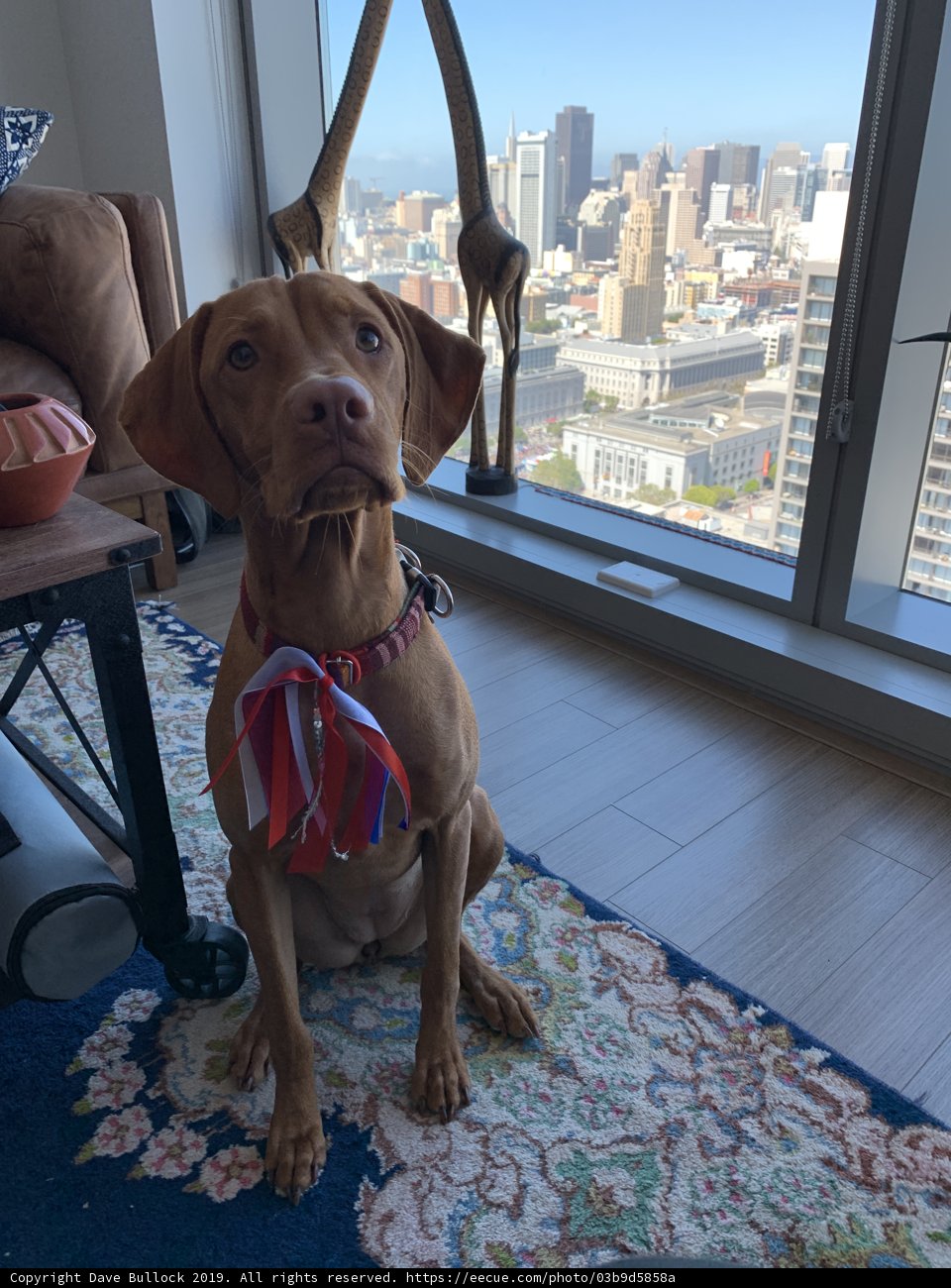 City Pup Relaxing at Home