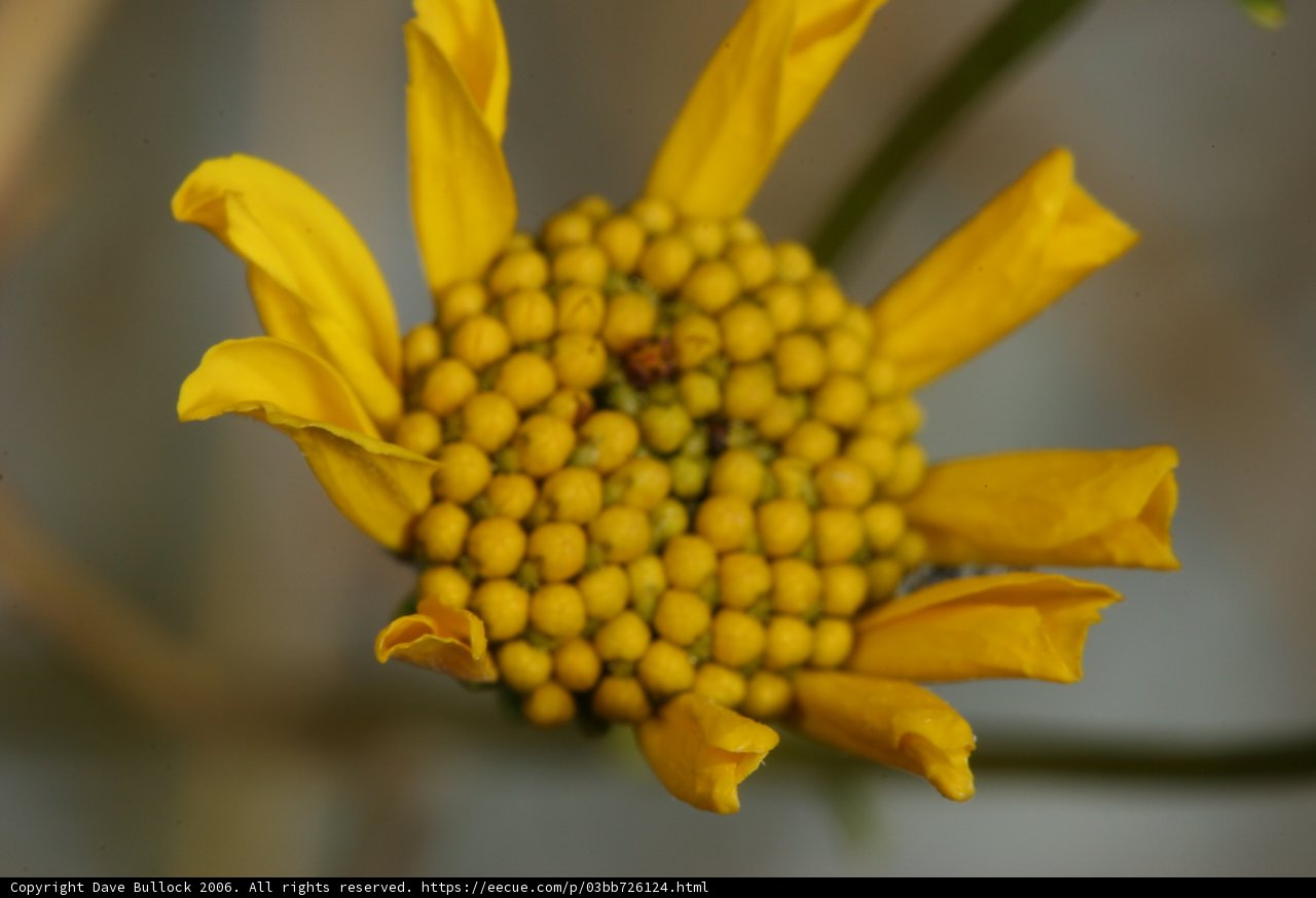 Blooming Beauty