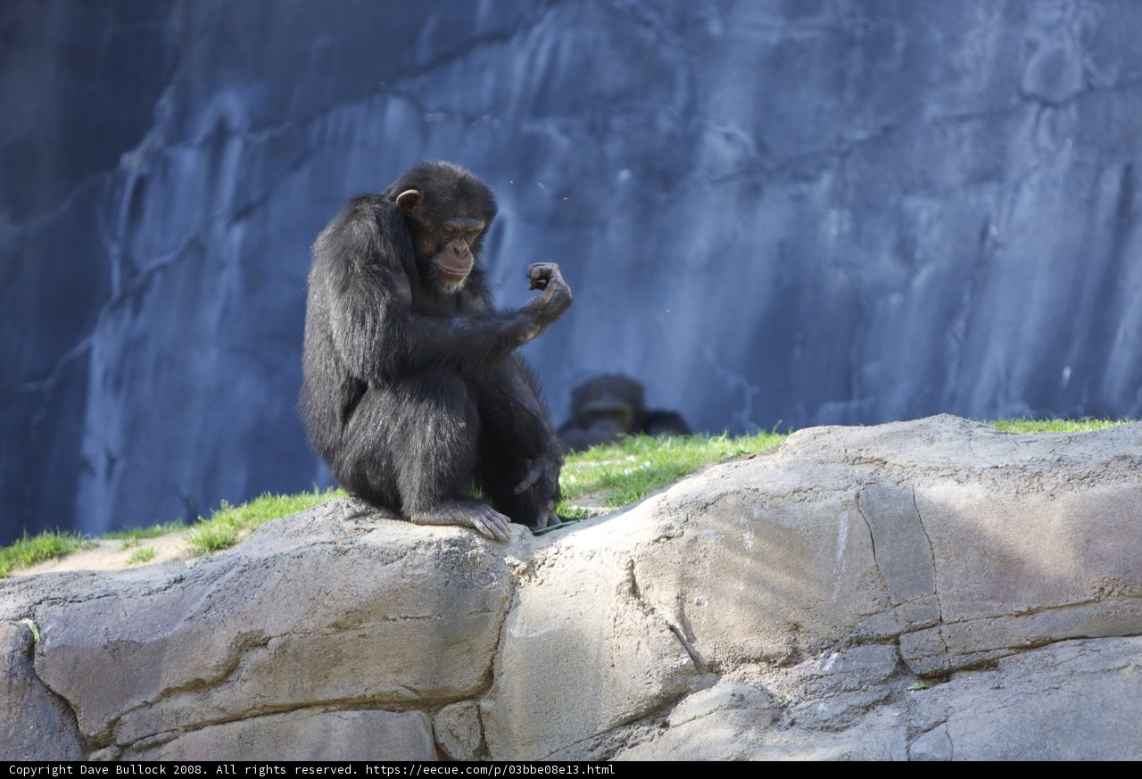 Contemplative Chimp