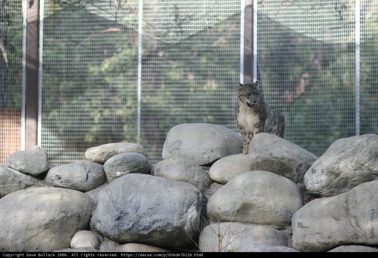 Majestic Wolf on the Rock