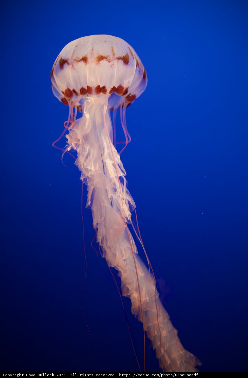 A Journey Under the Sea: Graceful Jellyfish