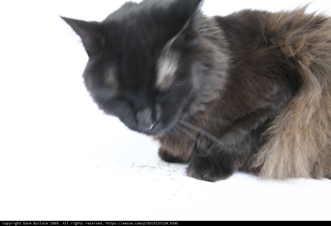 Feline Majesty