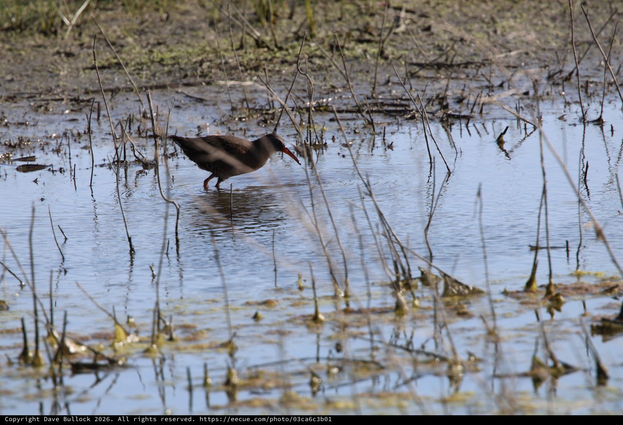 Common Gallinule Foraging in Shallow Wetland Waters