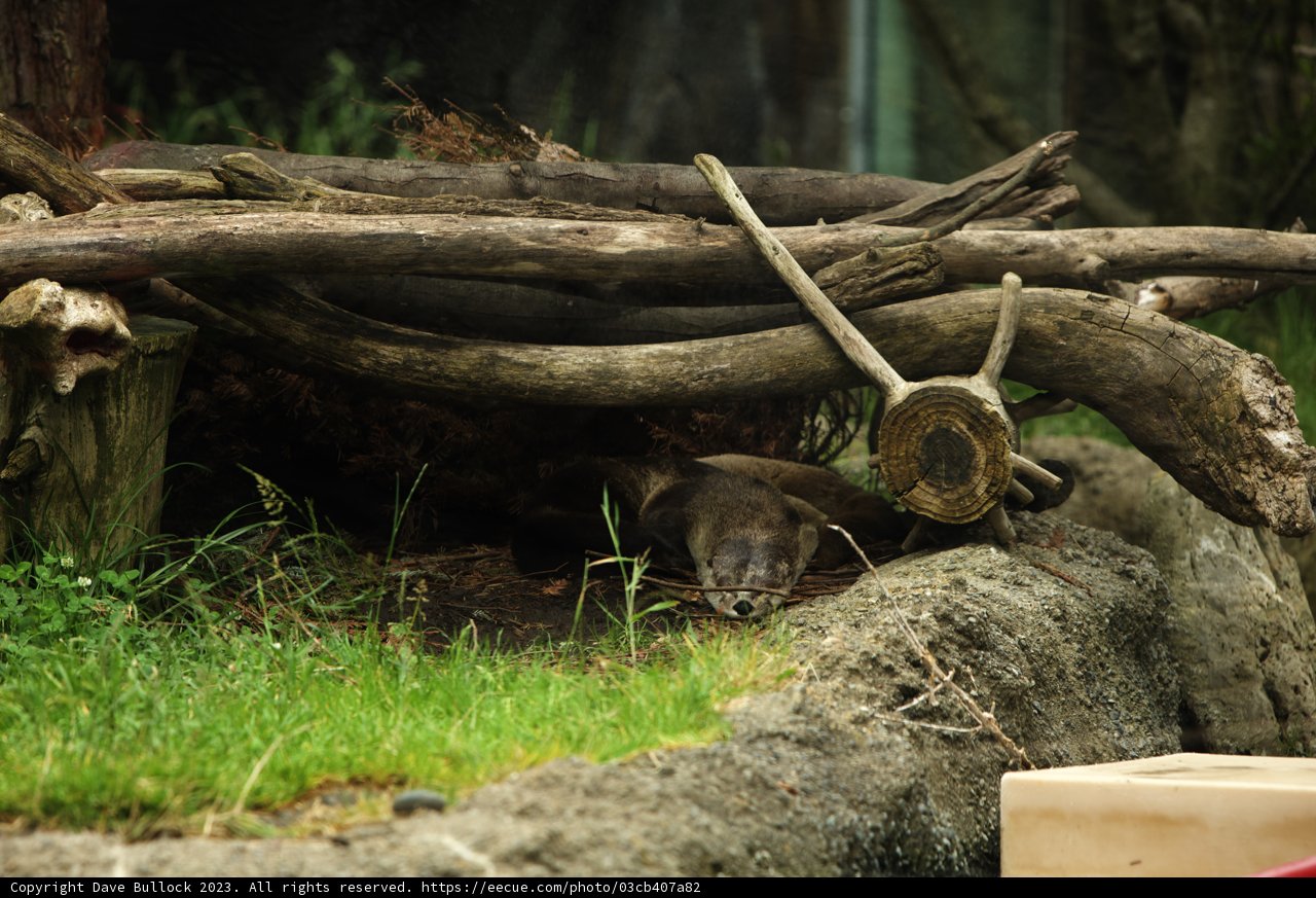 Lazy Afternoon at the Oakland Zoo