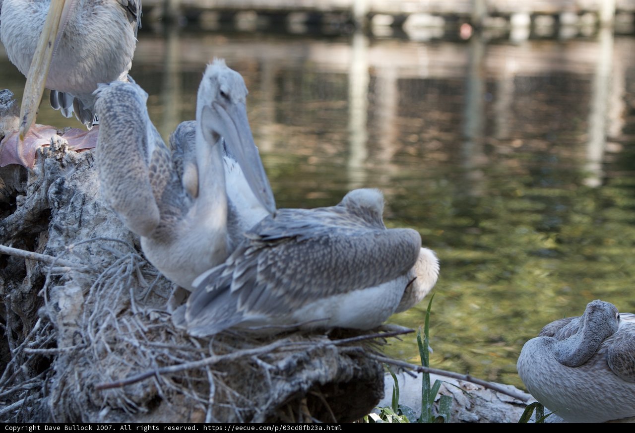 Pelican Perch