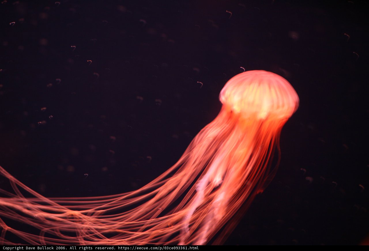 Serene Sea Life