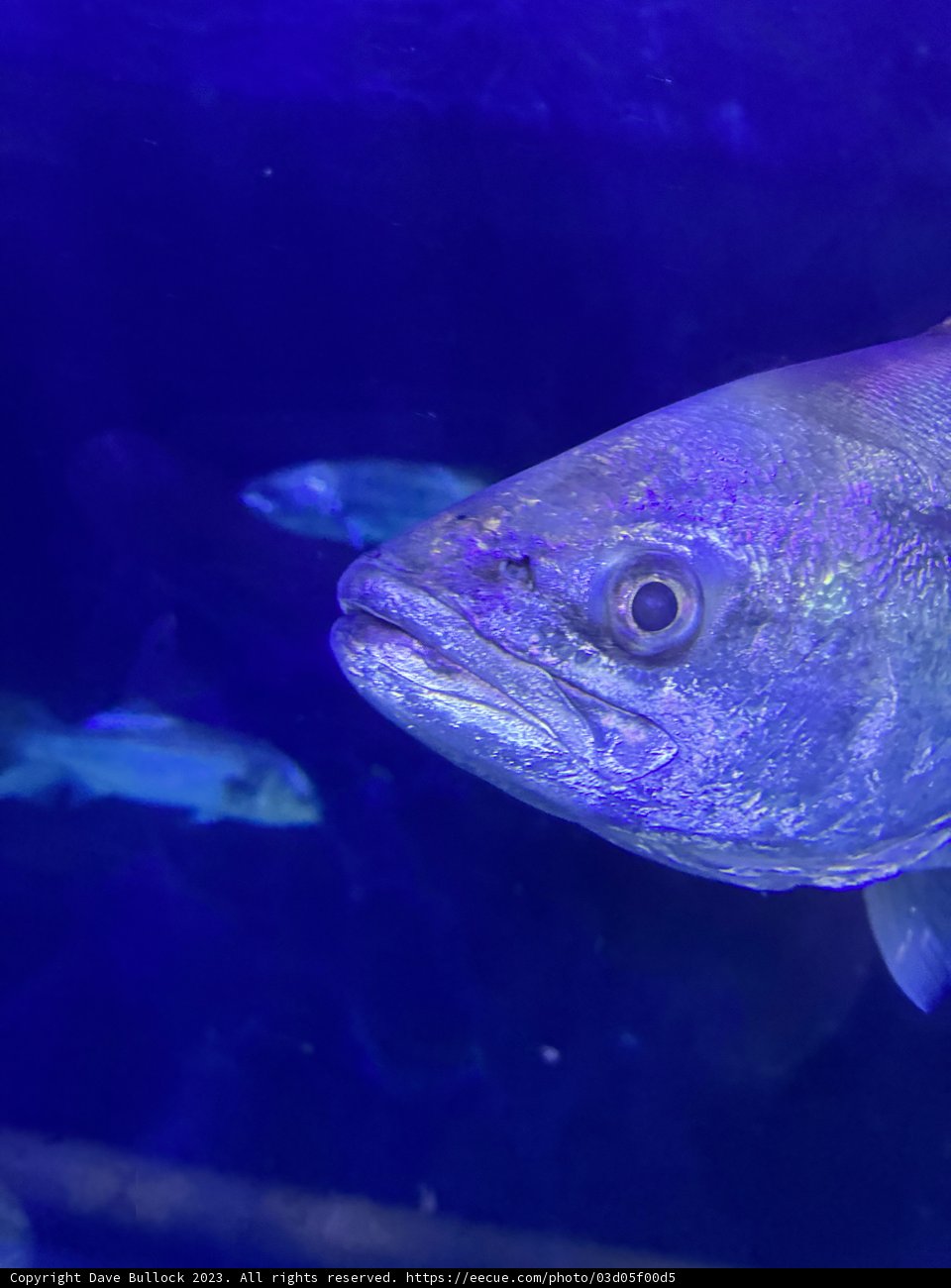 Blue Luminescence: The Pacific's Underwater Spectacle