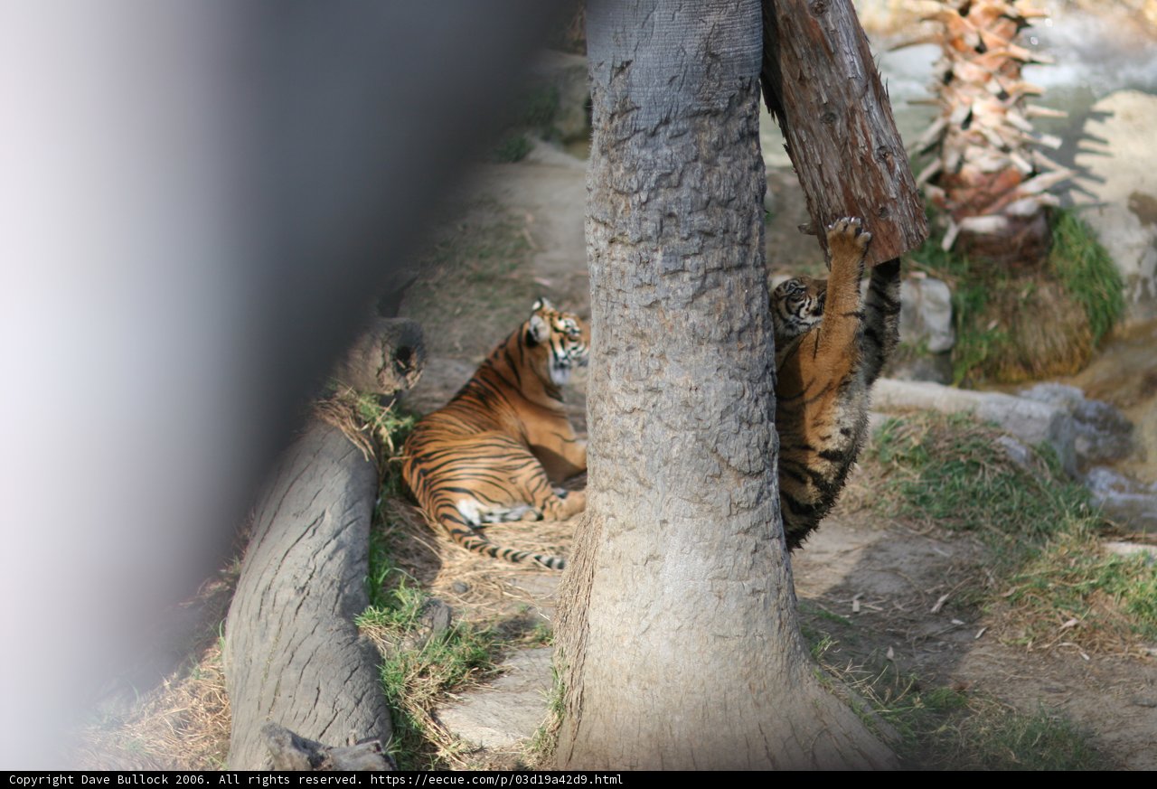 Playful Tigers