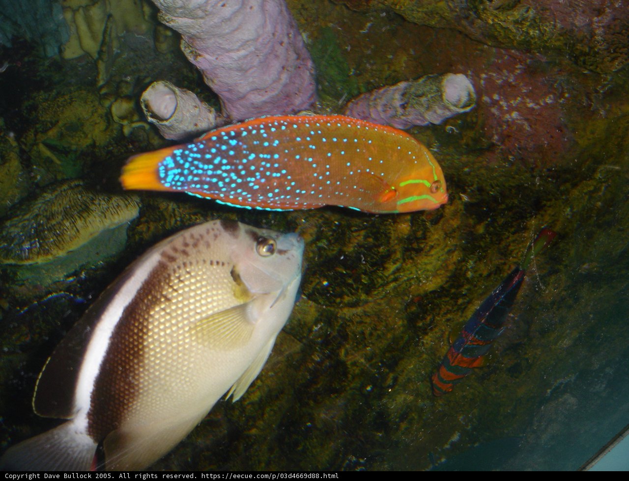 Colorful Fish in Coral Reef Habitat