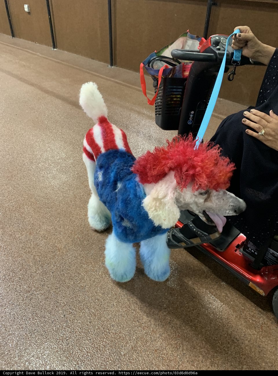 Patriotic Poodle on a Motorized Scooter
