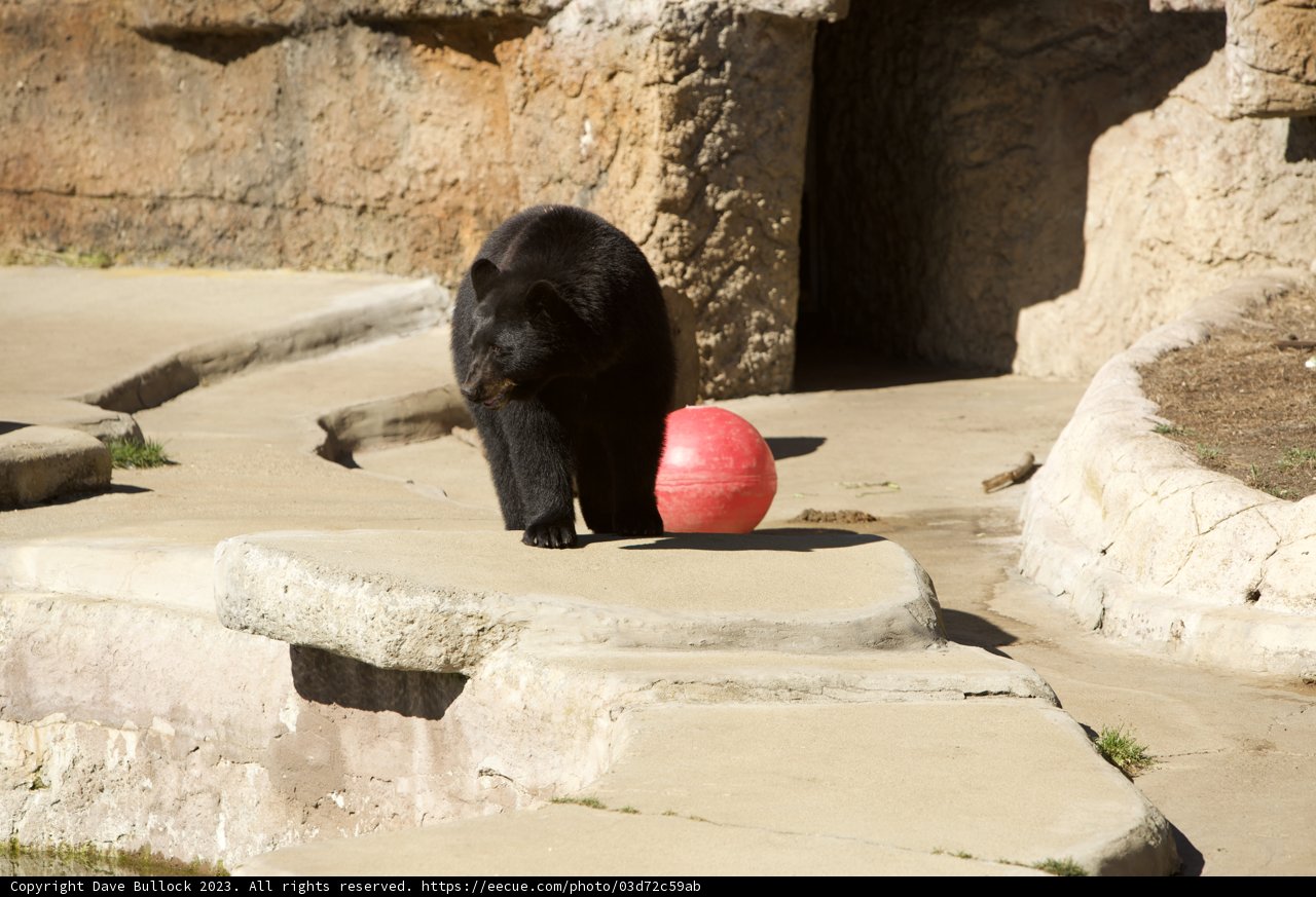 Wild Encounter at San Francisco Zoo