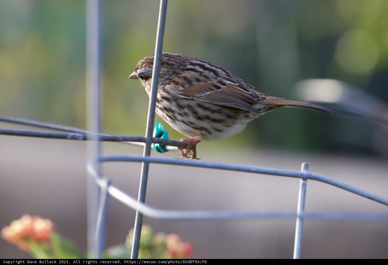 Perched Pensive Sparrow at Fort Mason
