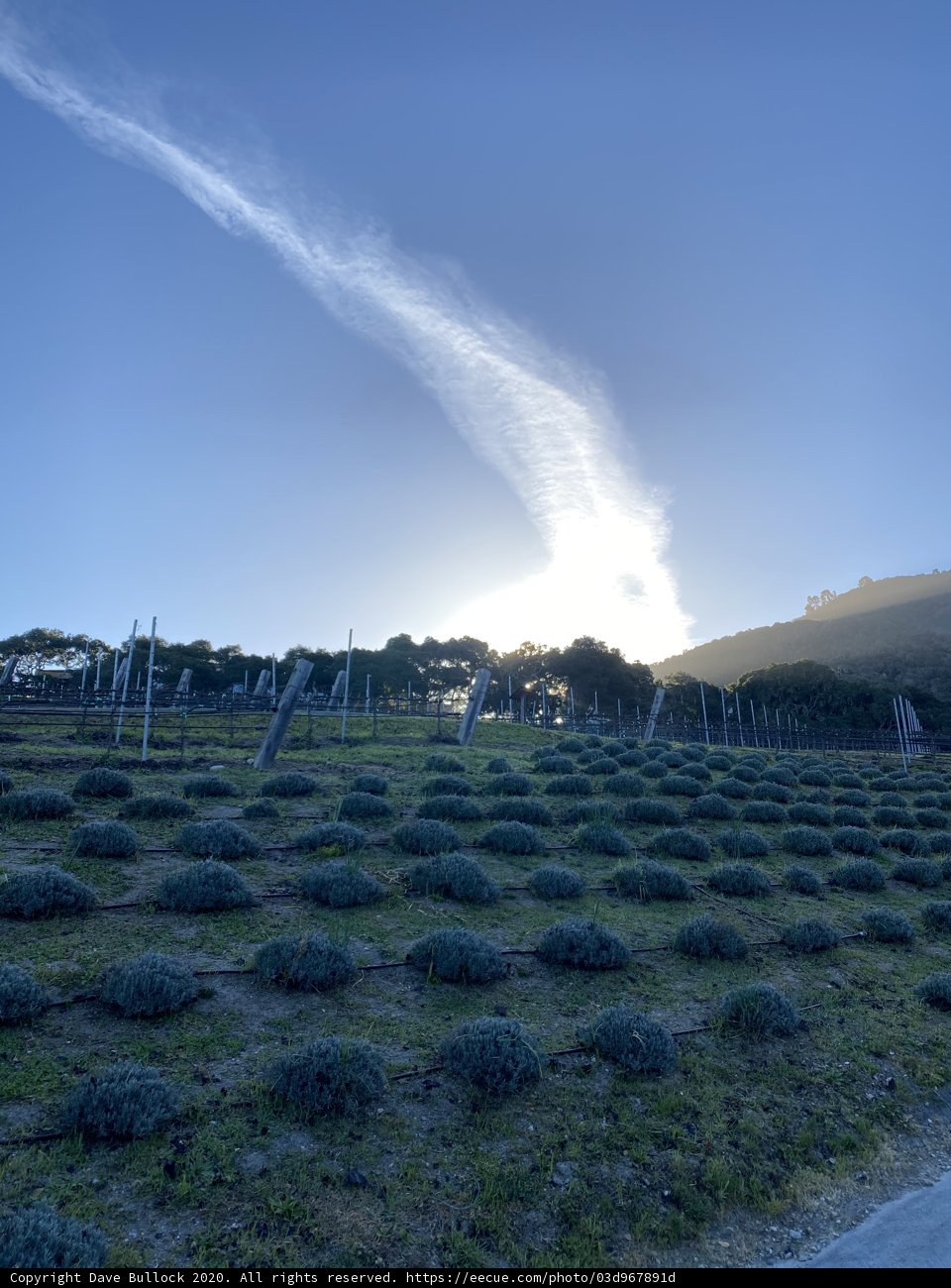 Lavender Fields at Sunset