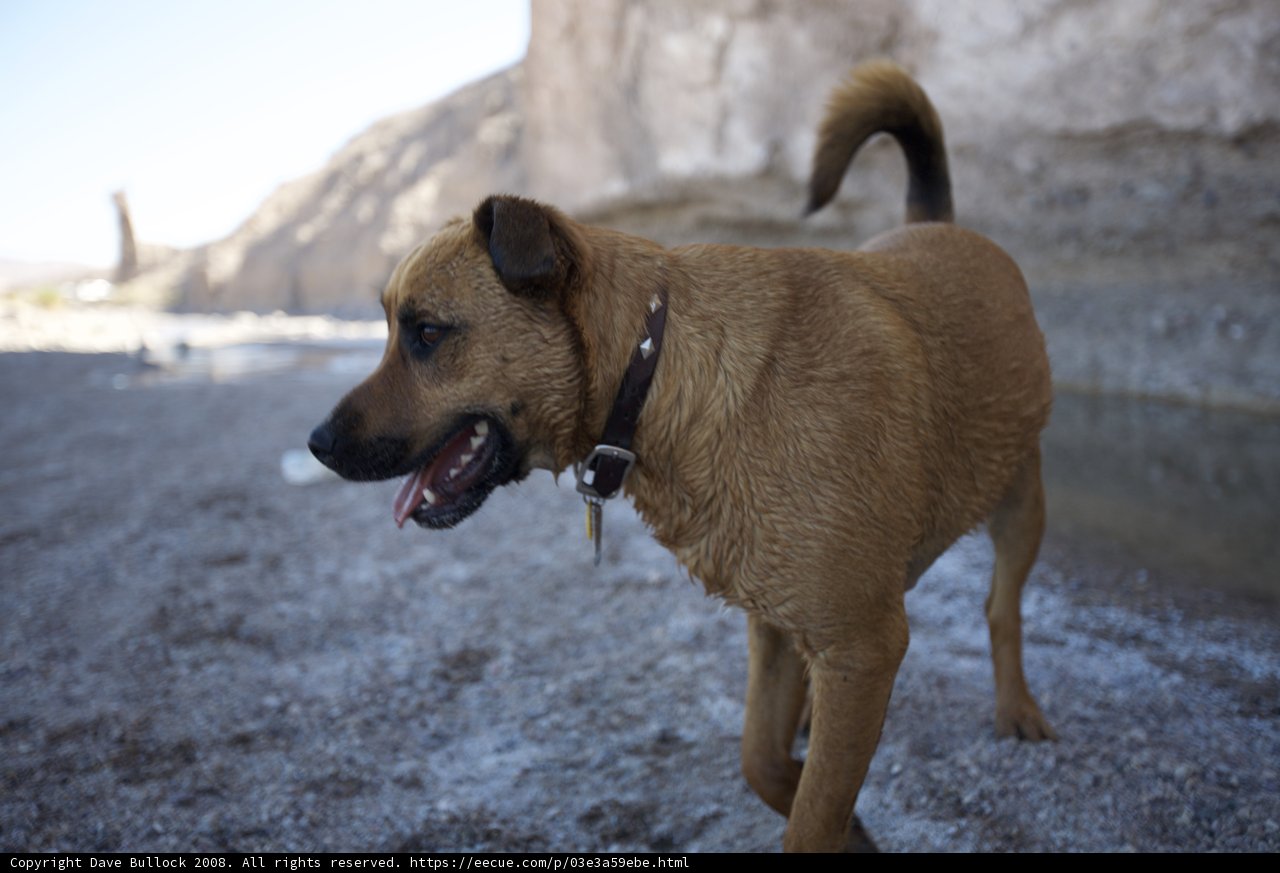Rocky Beach Companion