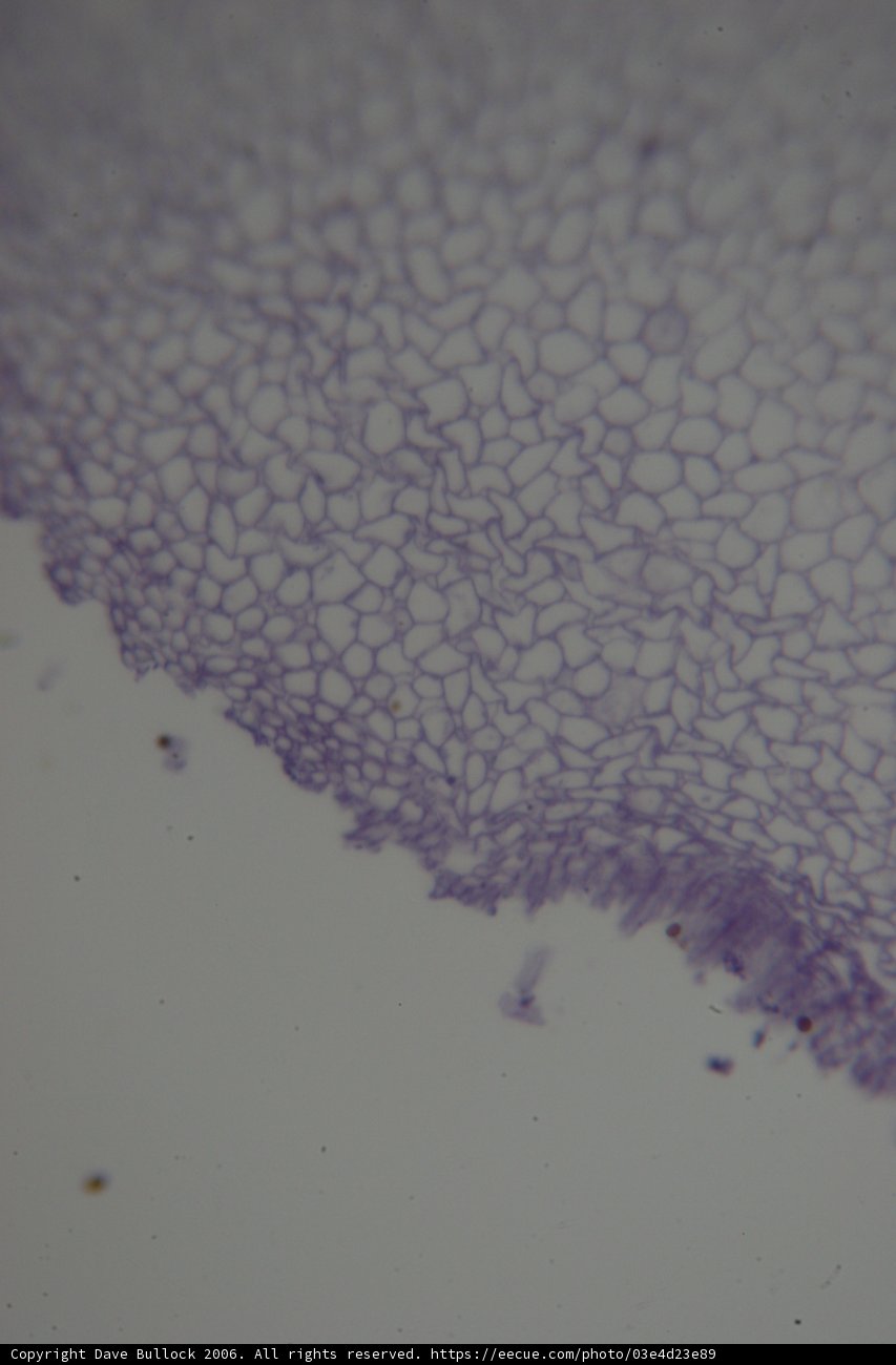 A Close-Up of a Mysterious Purple Stain on White Surface