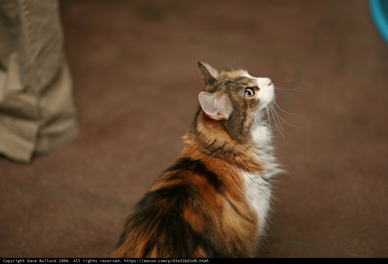 Inquisitive Calico Cat