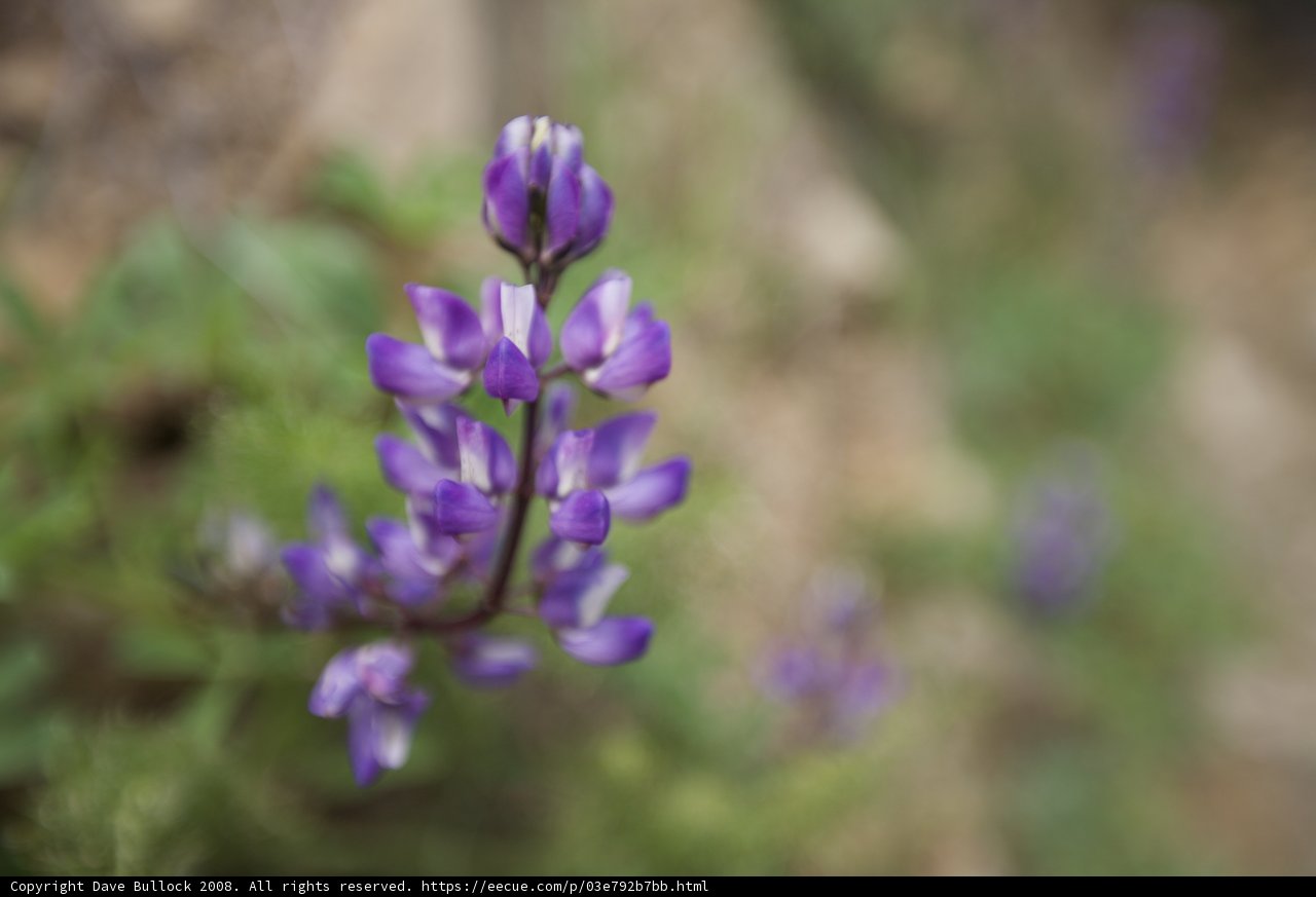 Purple Lupine Wildflowers