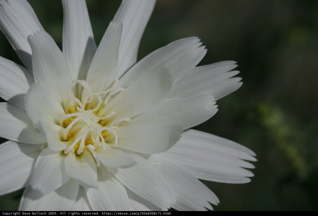 White Daisy with Yellow Centers