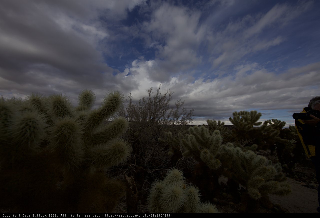 Capturing a prickly masterpiece