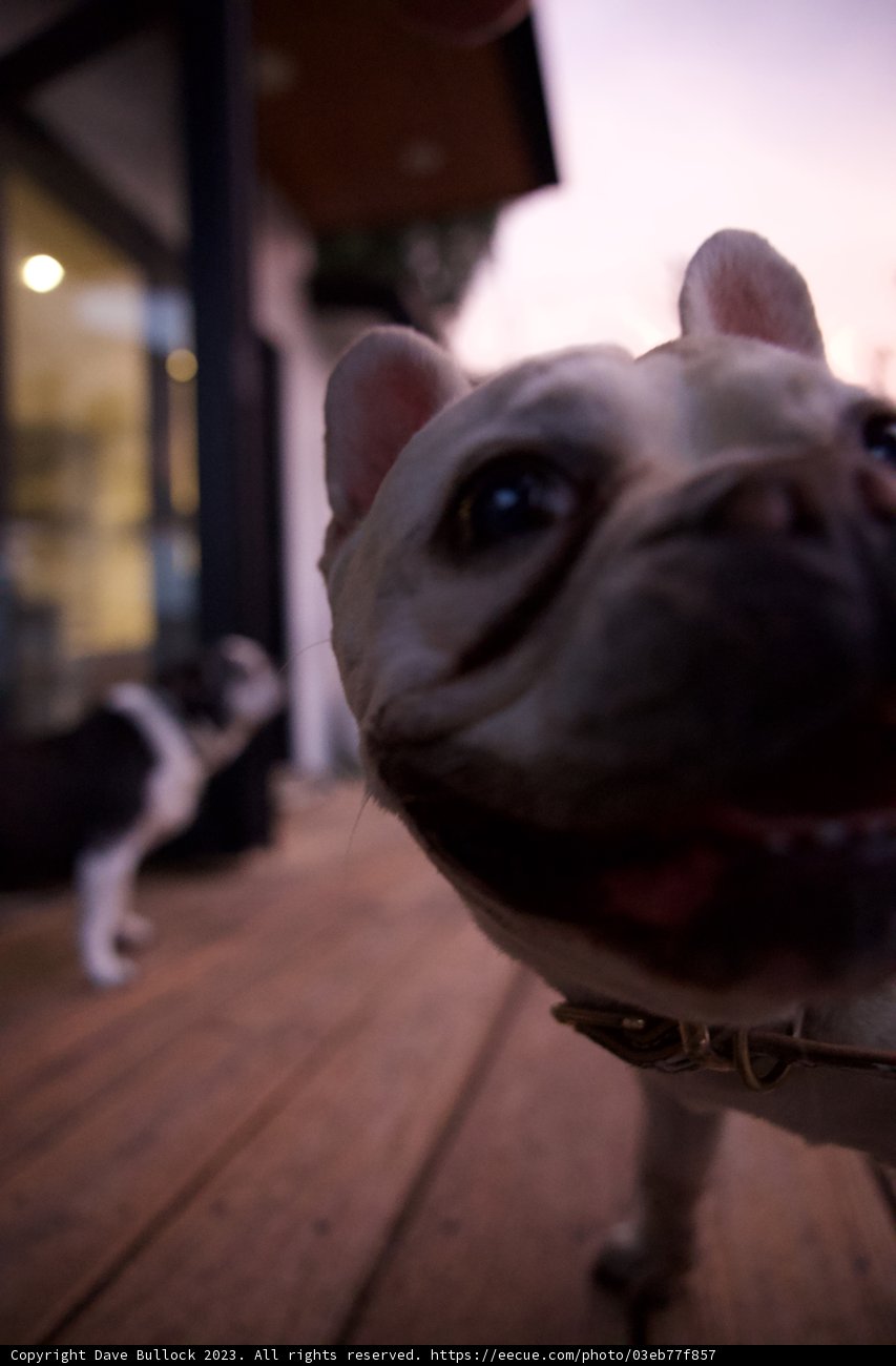 Unconditional Stare in LA: The Bulldog Story