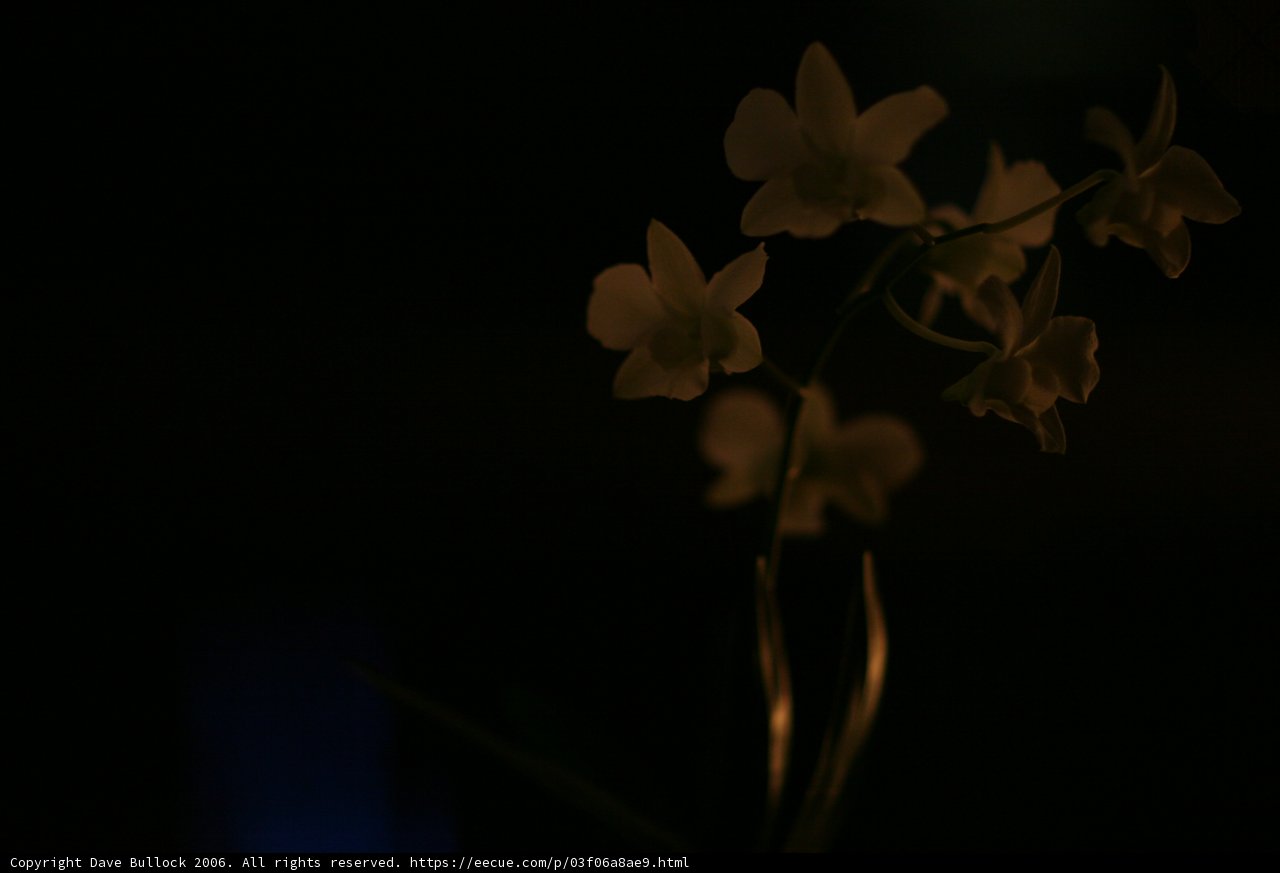 Orchid in the Night