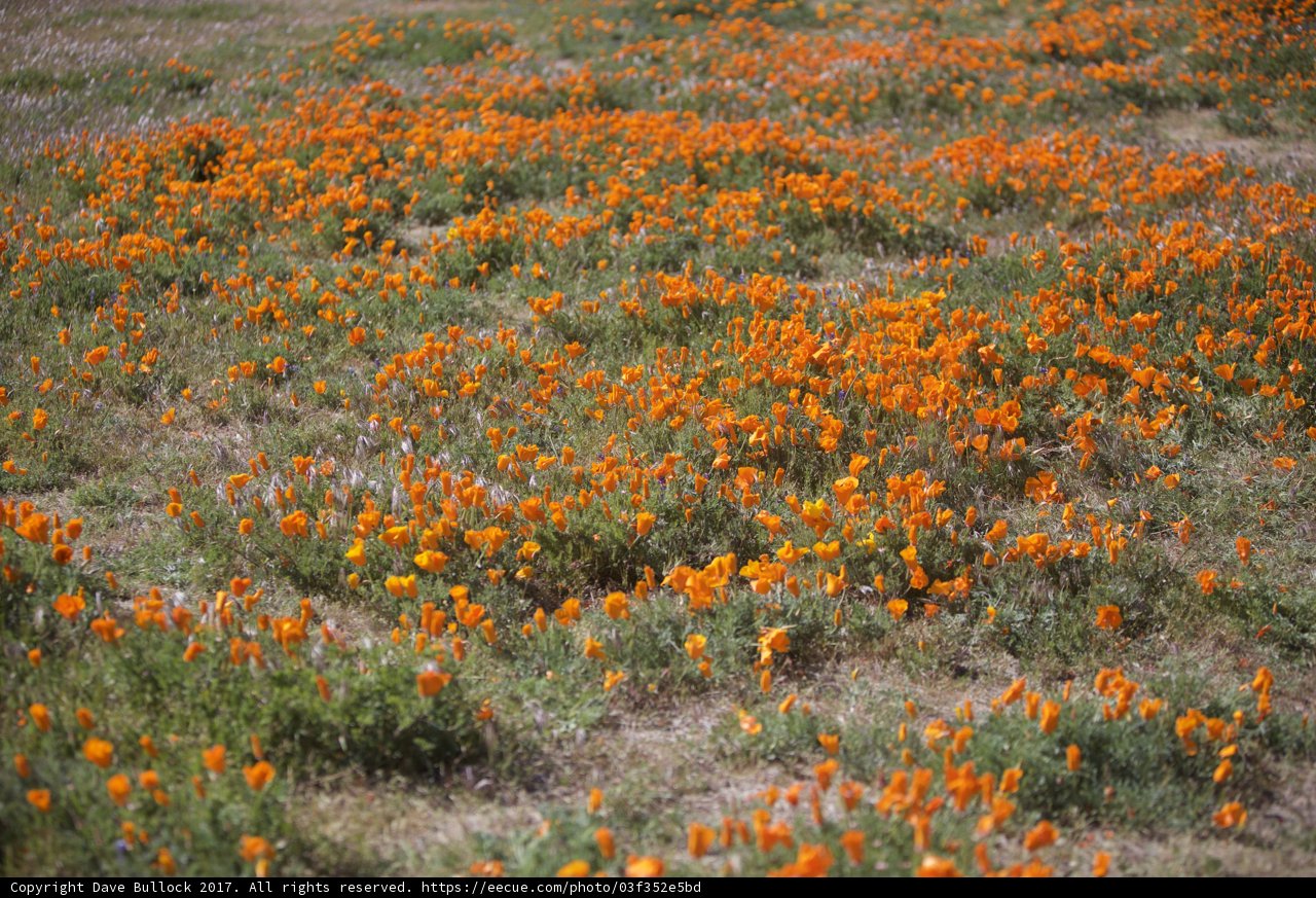 Vibrant Orange Floral Field in the Countryside
