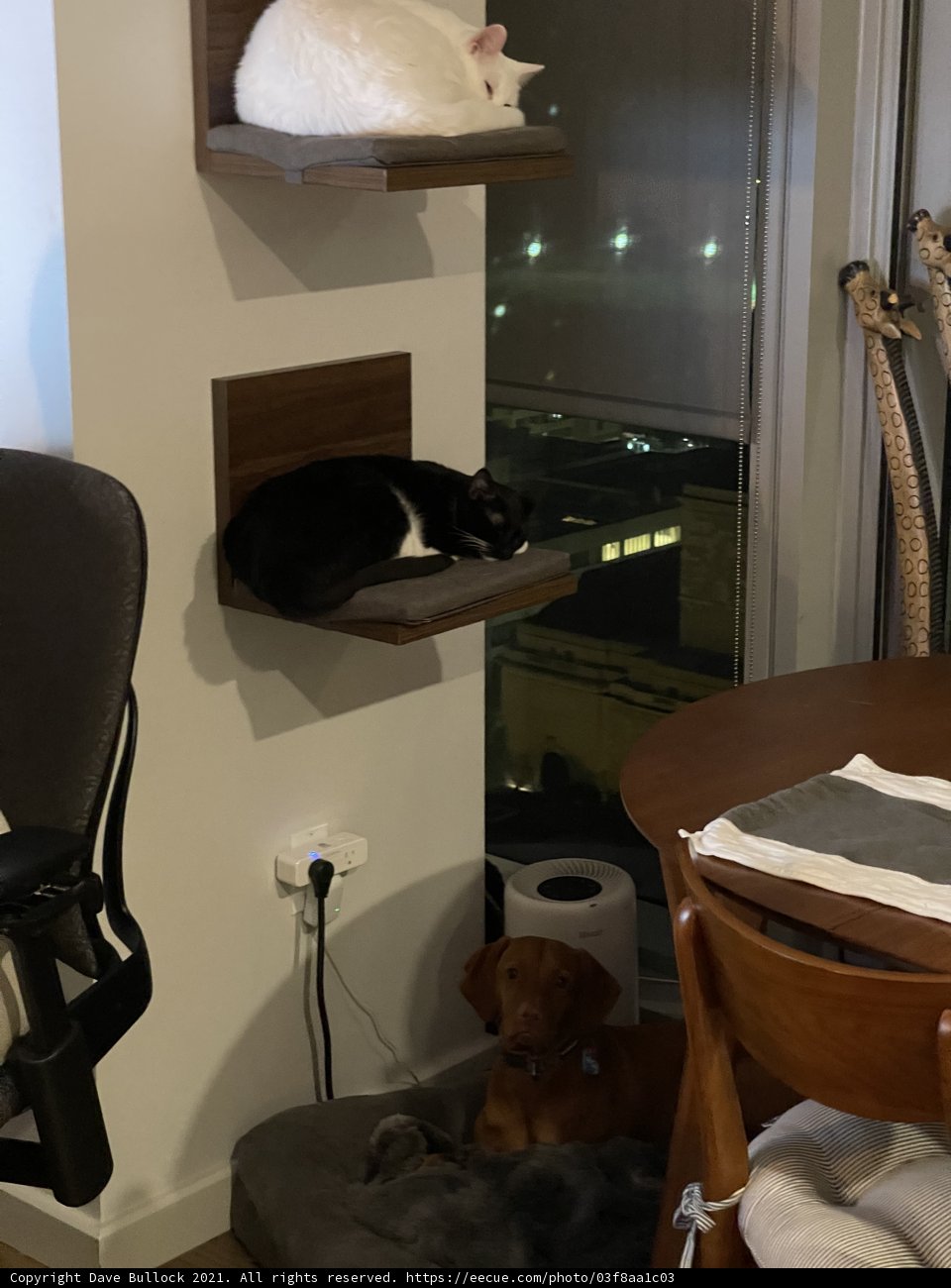Feline Roommates perched on Living Room Shelf