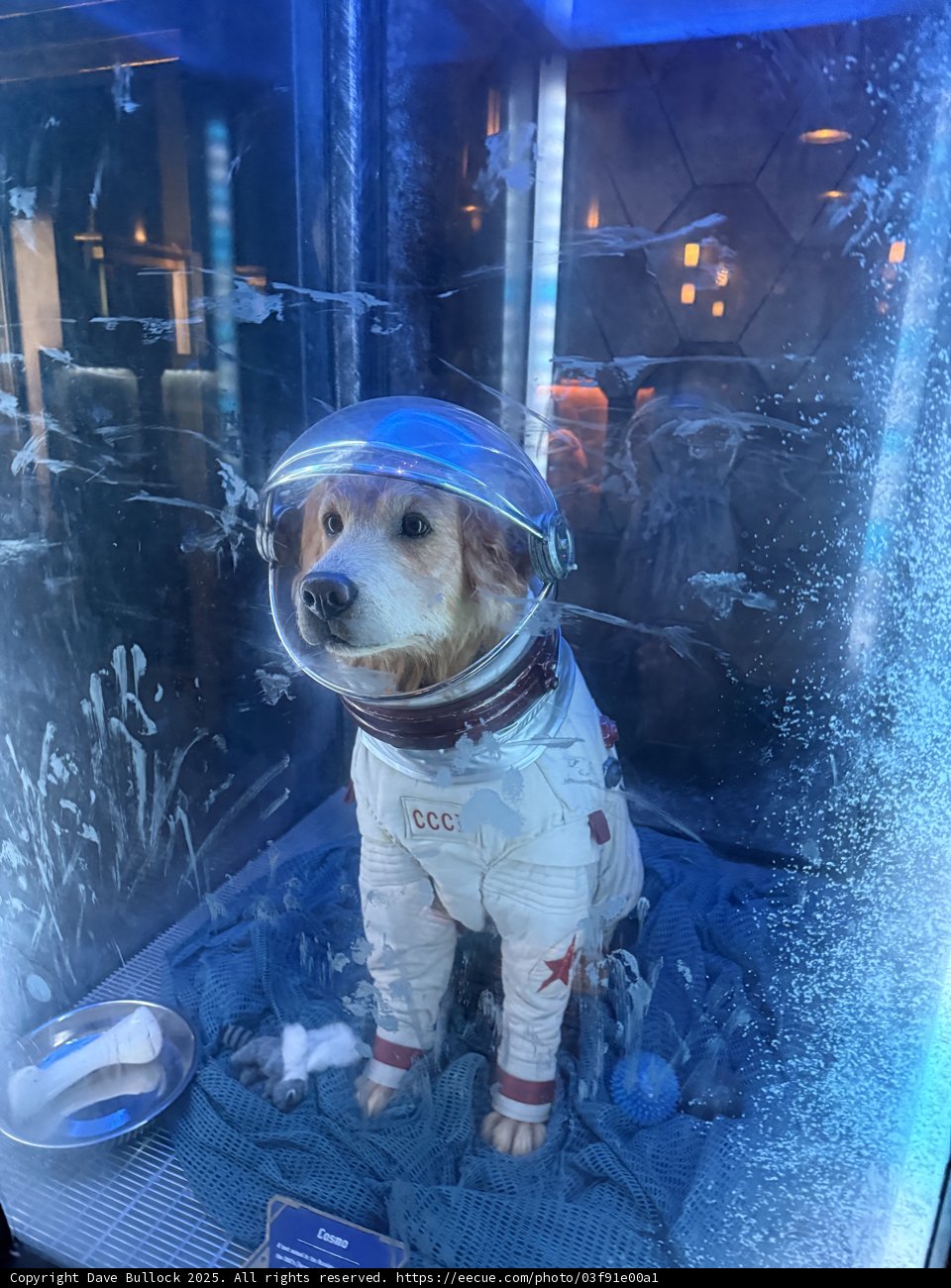 Cosmic Canine Adventure
