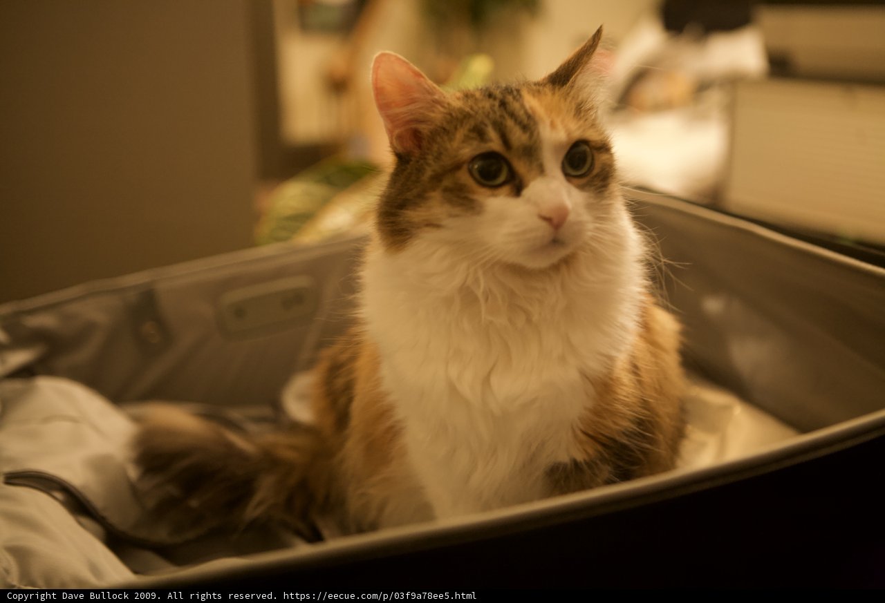 Purrfectly Packed