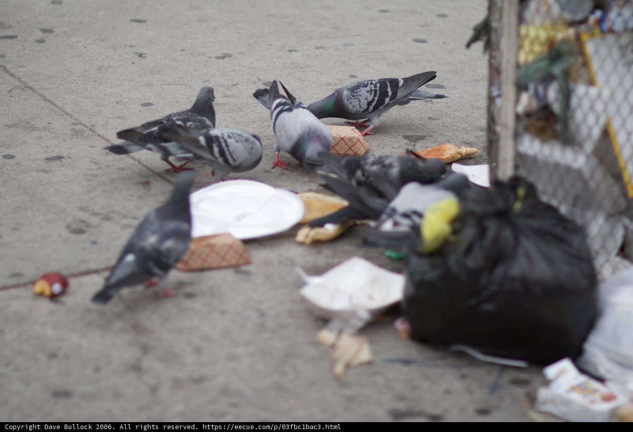 Feast of the Pigeons