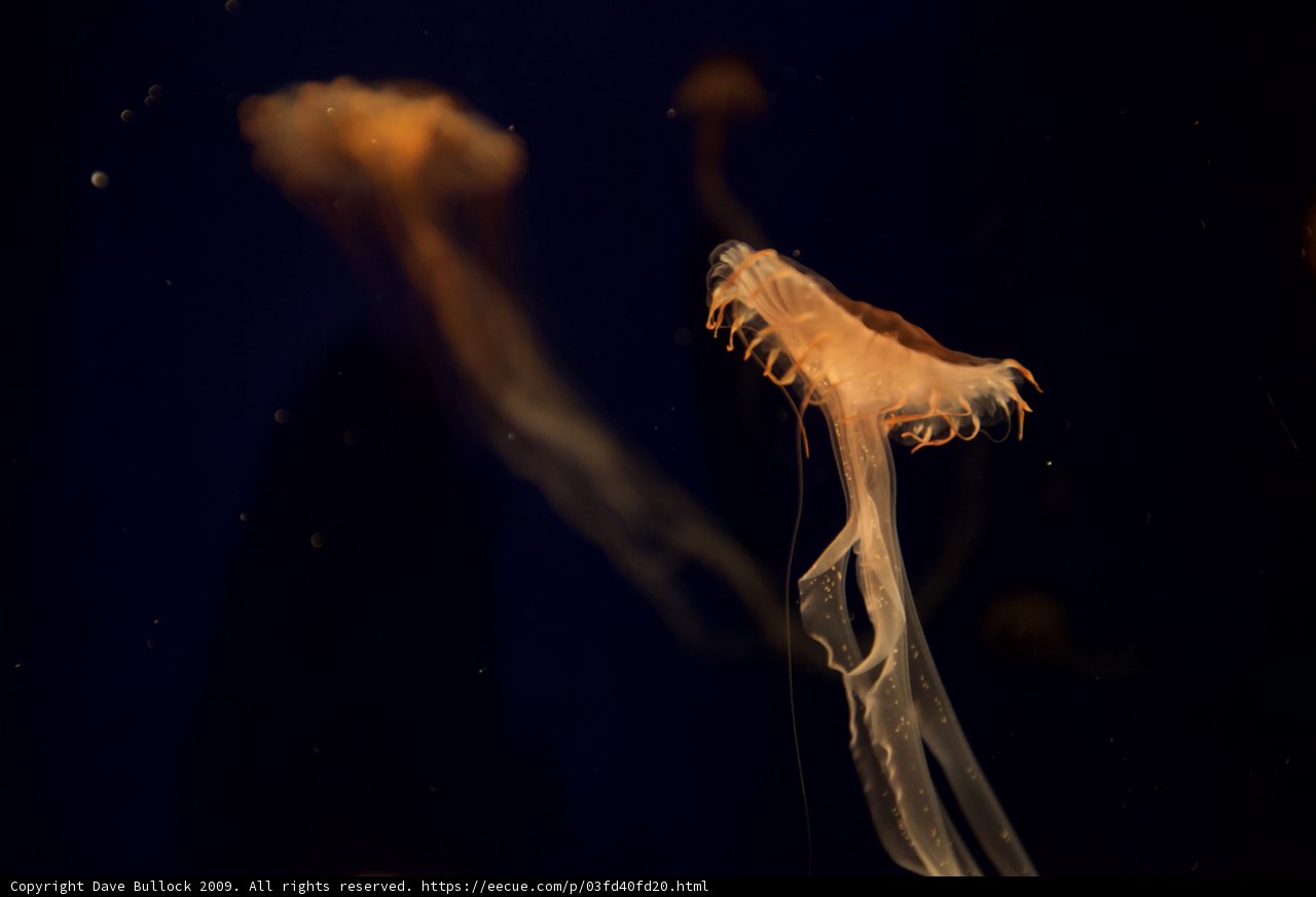 Majestic Jellyfish in their Underwater Kingdom