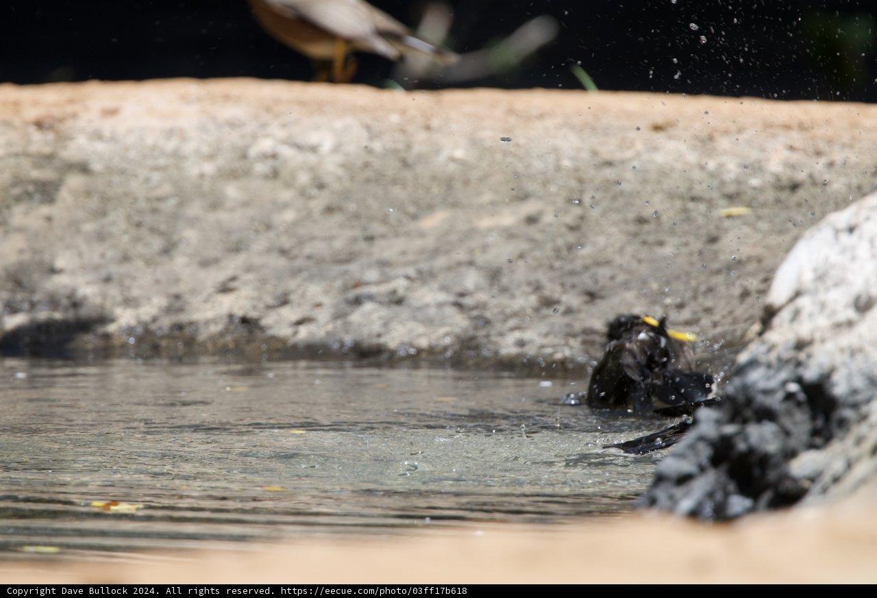 Splashing Serenade at Honolulu Zoo