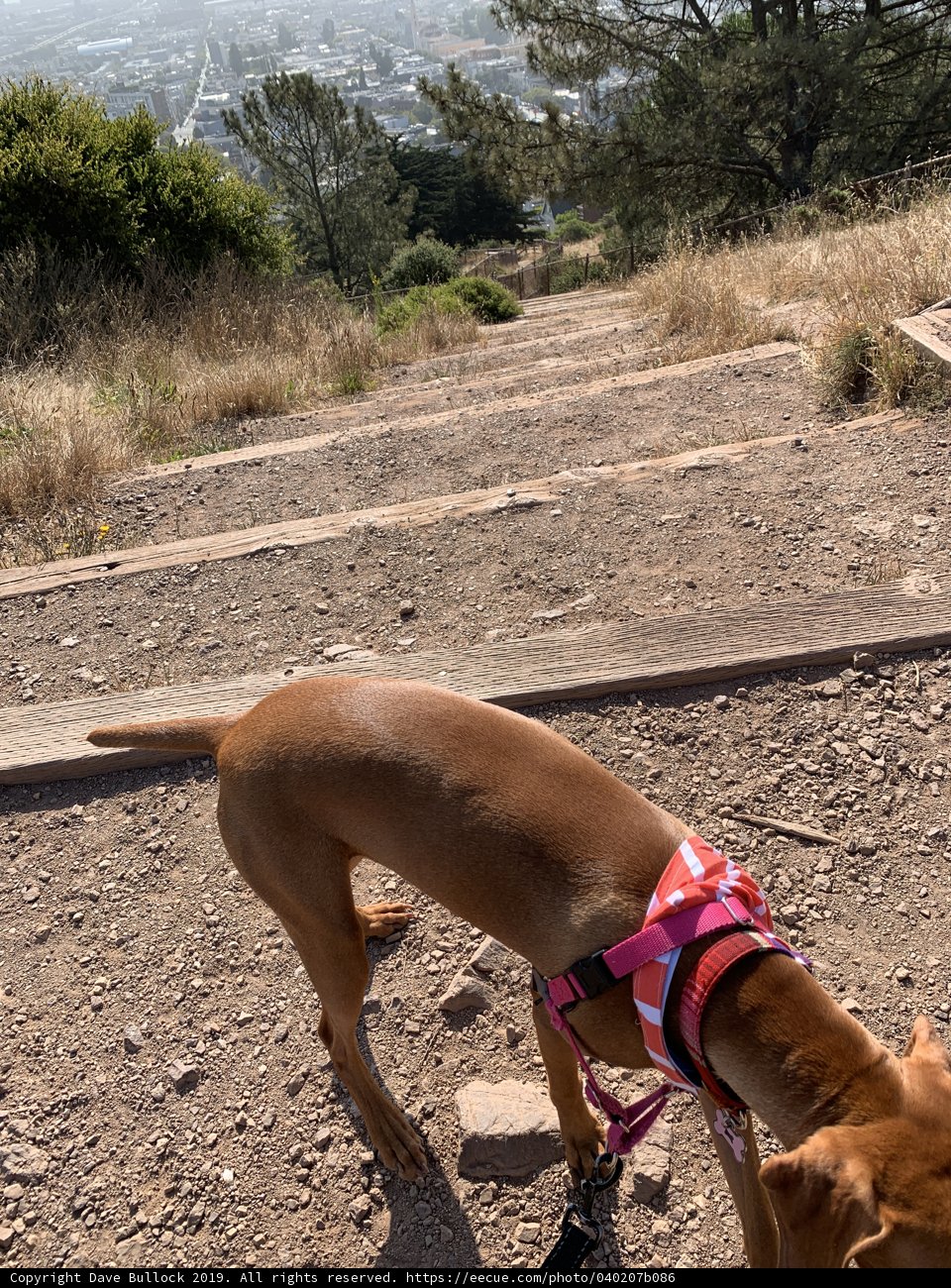 Canine Adventure on the Dirt Road