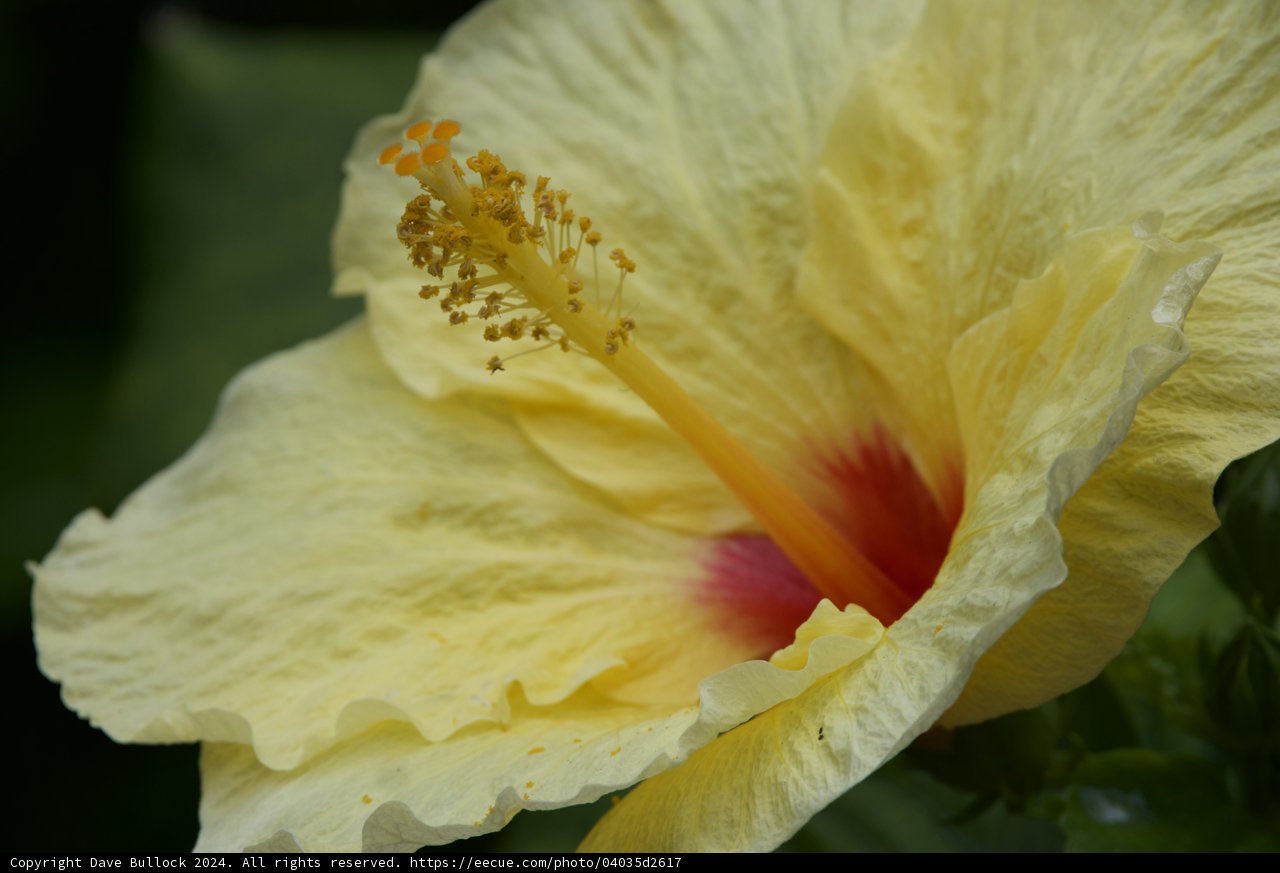 Sunlit Splendor: Hibiscus Rosa-Sinensis