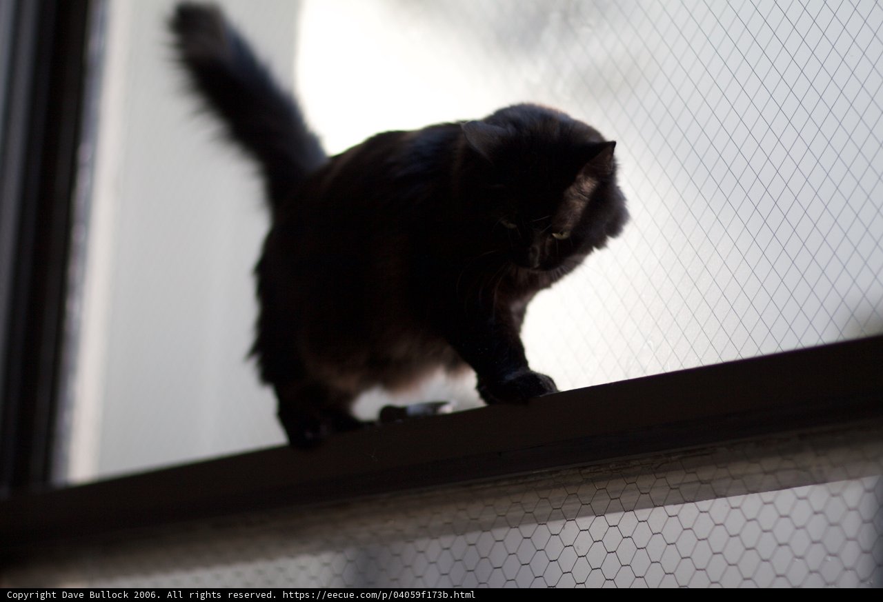 The Intriguing Black Cat