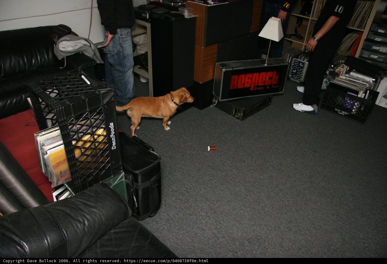 Canine Companion in the Living Room