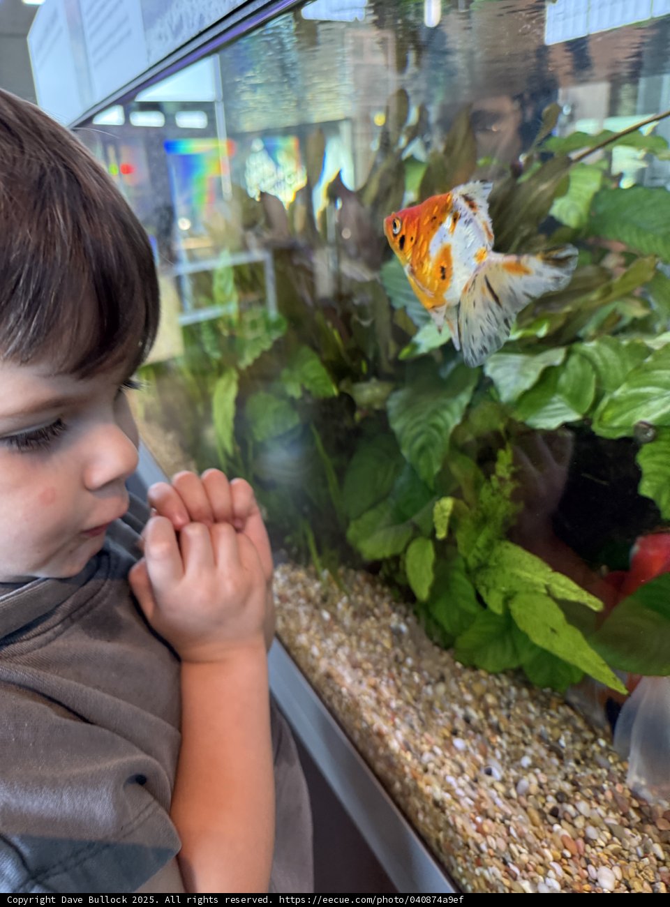 Captivated by the Aquarium Wonders