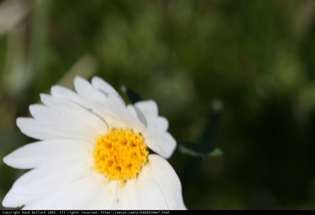 Solitary Daisy in the Meadow