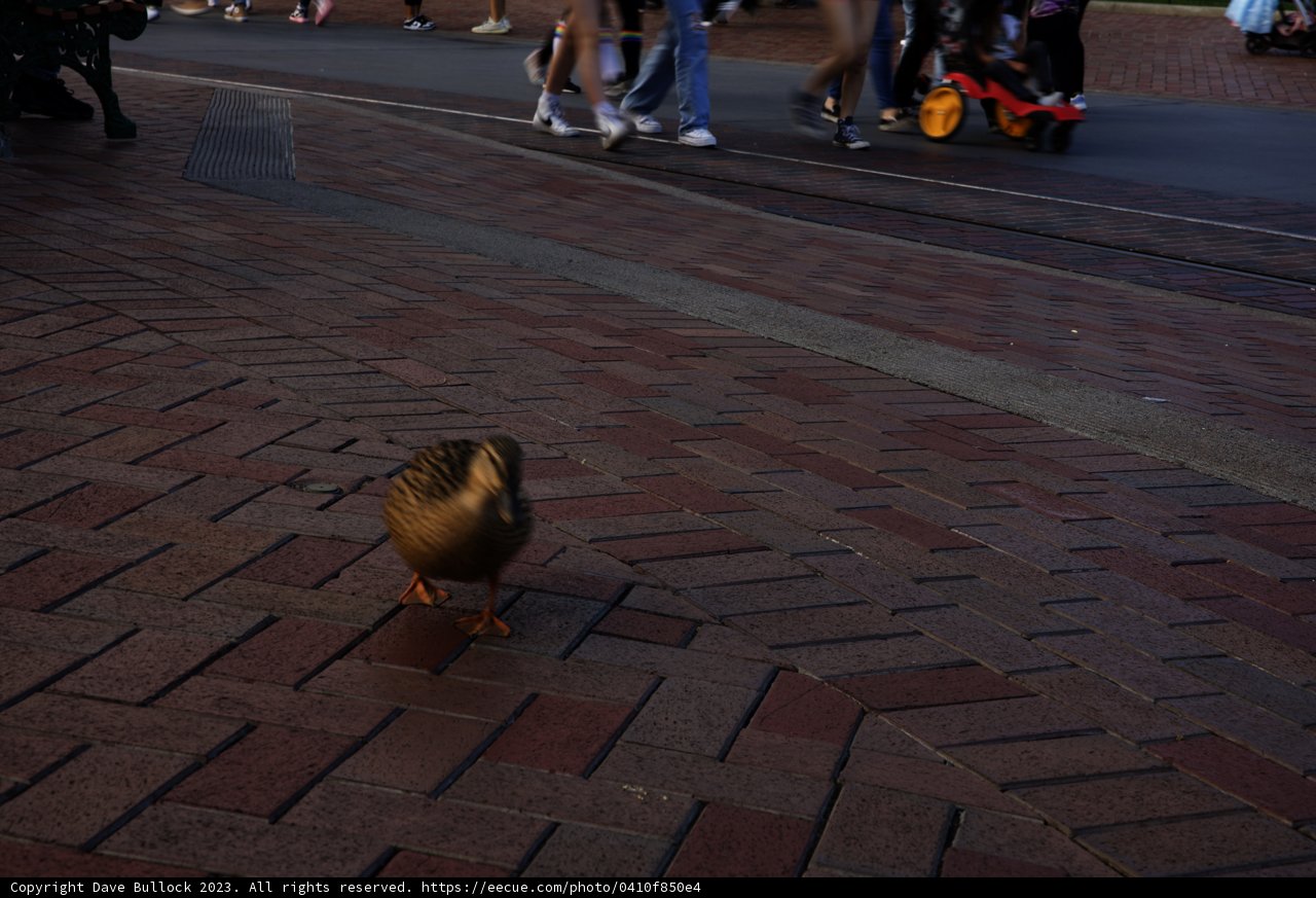 A Quack-tastic Stroll at Disneyland