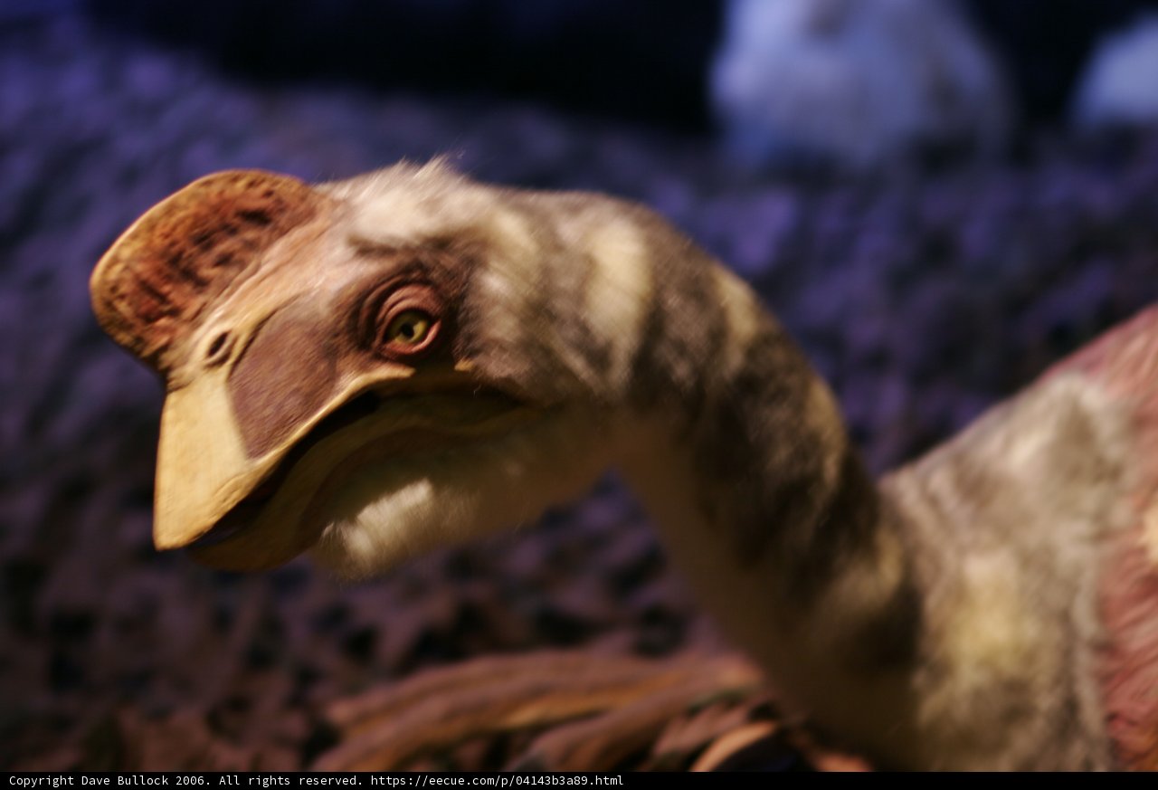 Stuffed Vulture with a Long Neck