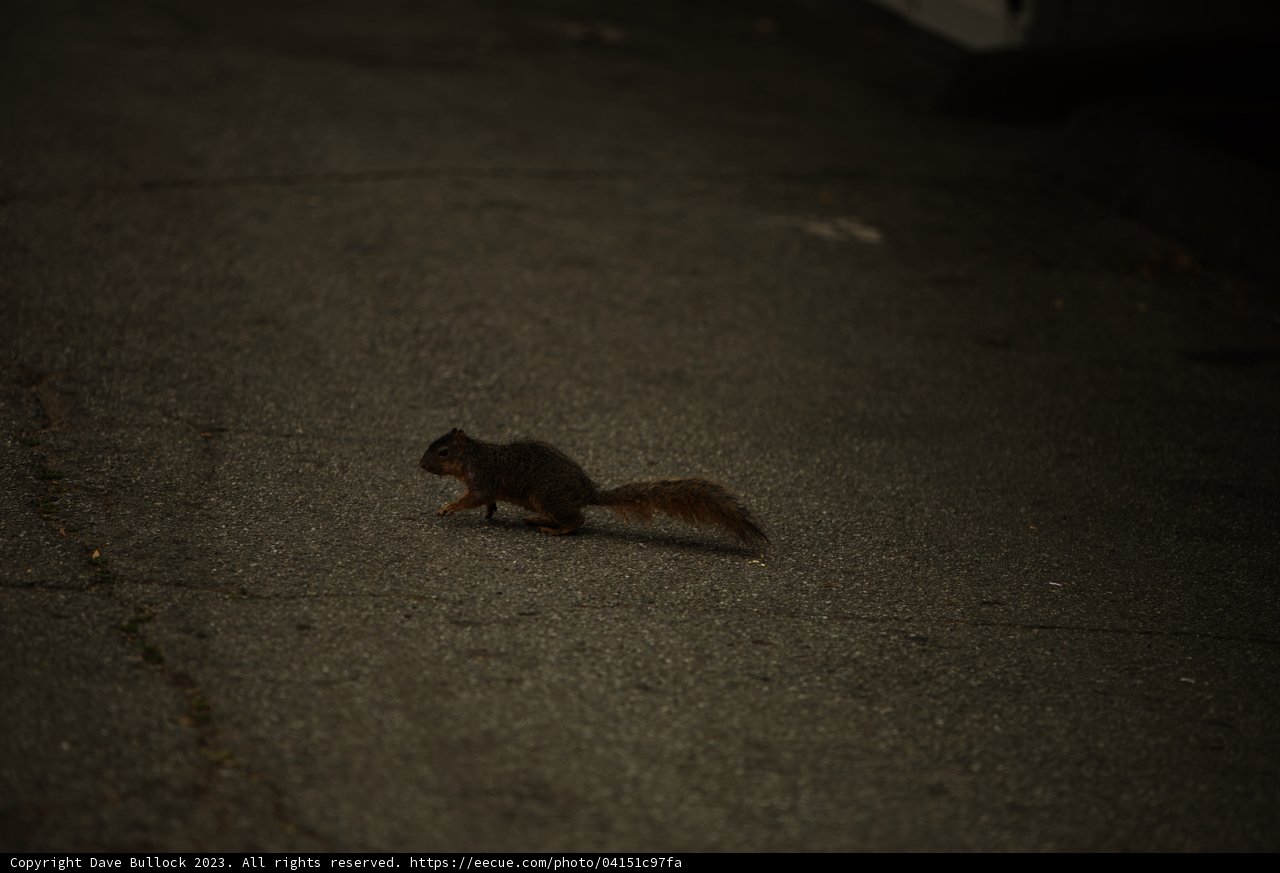 Urban Stroll: Squirrel on the Move