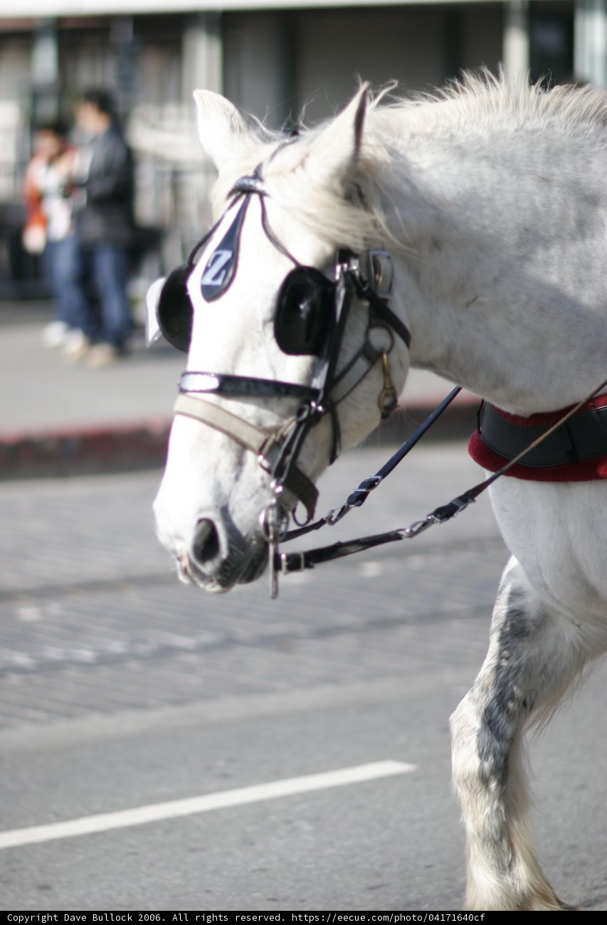 Majestic White Stallion with Black Harness