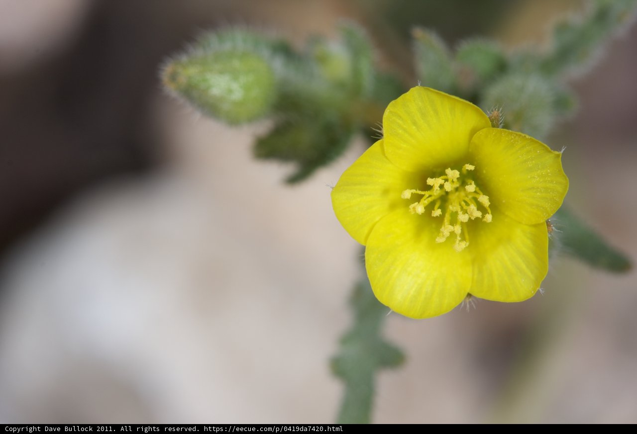 Sunny Pollen