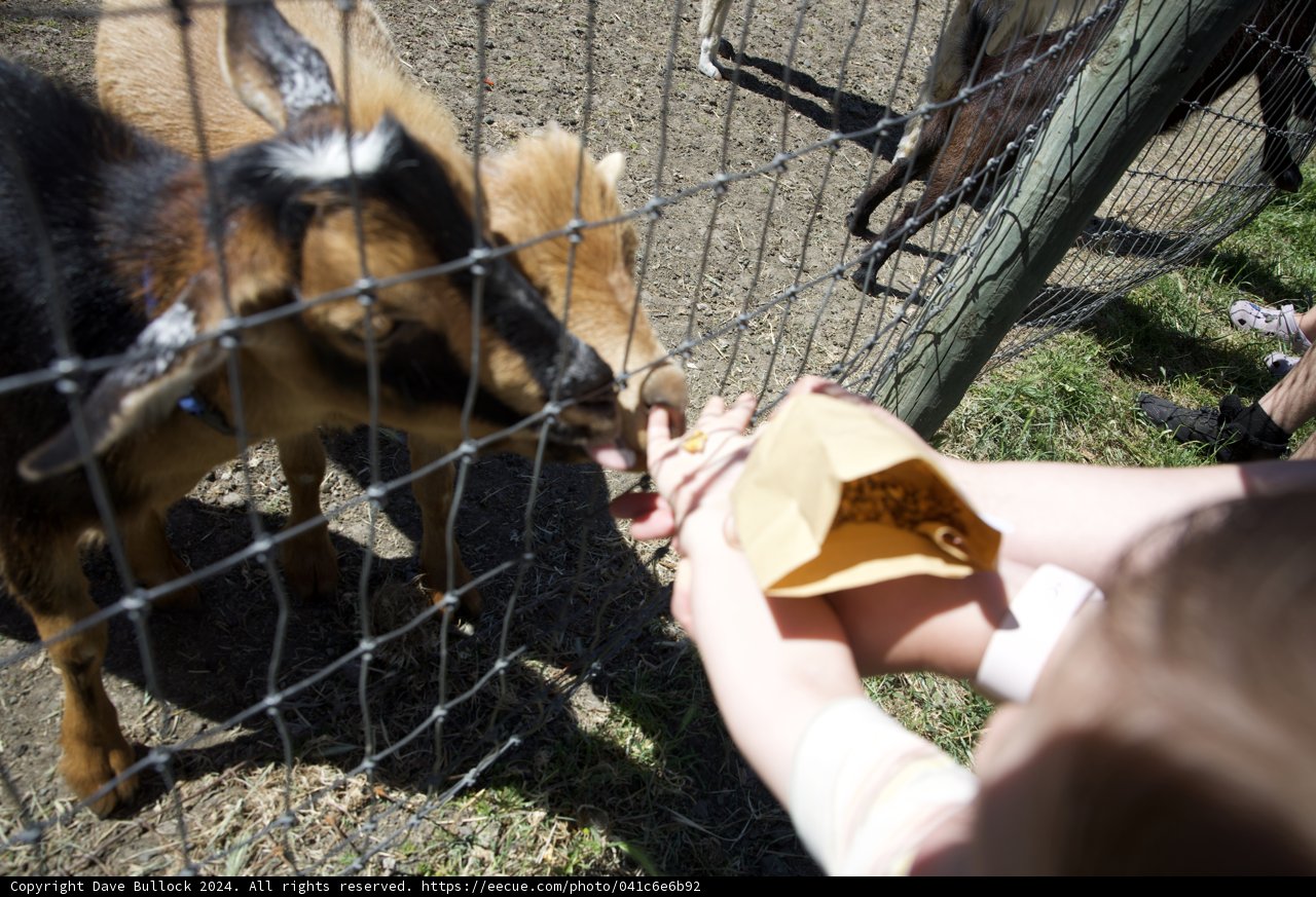 Feeding Frenzy at the Farm