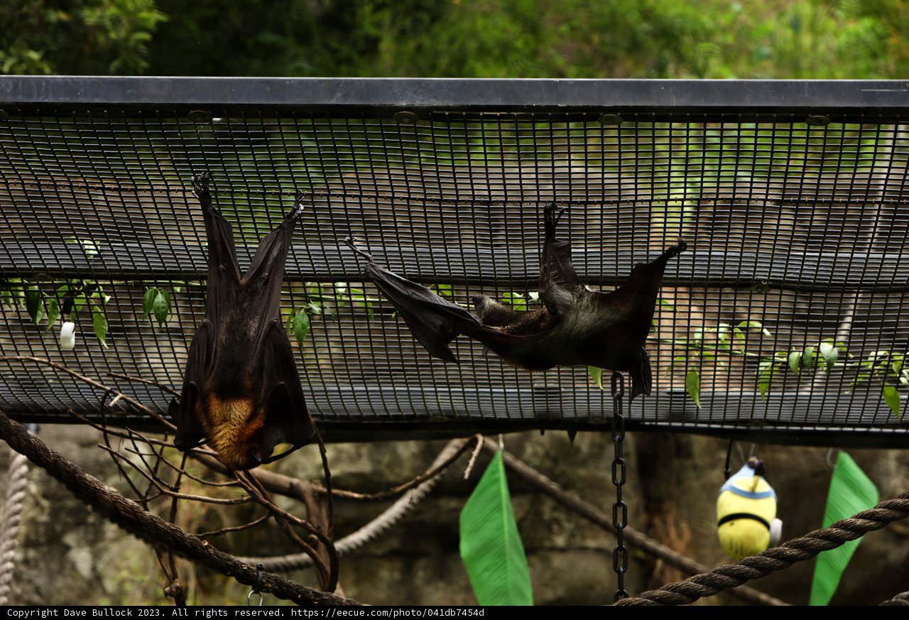Enchanting Echolocators at Oakland Zoo