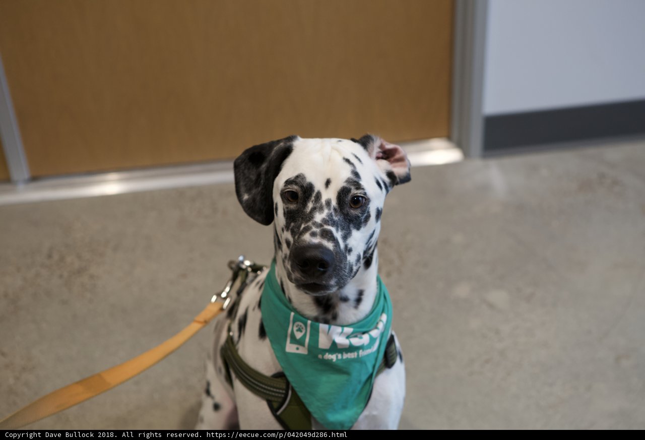 Dashing Dalmatian