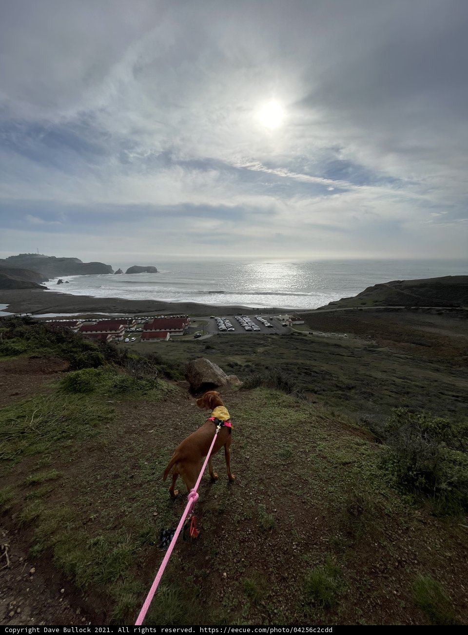 Canine Companion on a Scenic Stroll