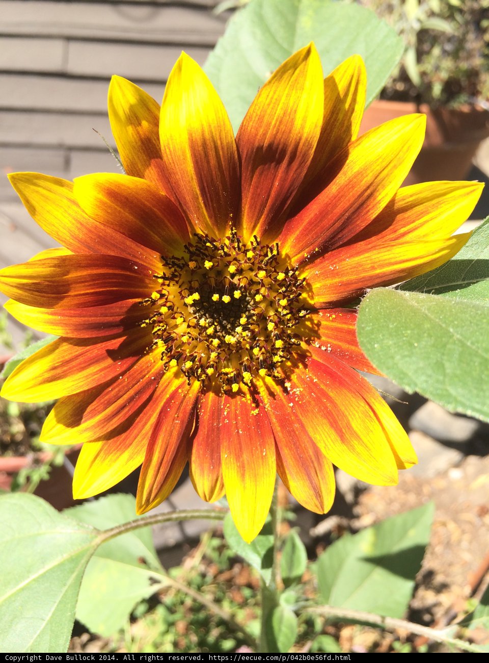 Summer Treasure