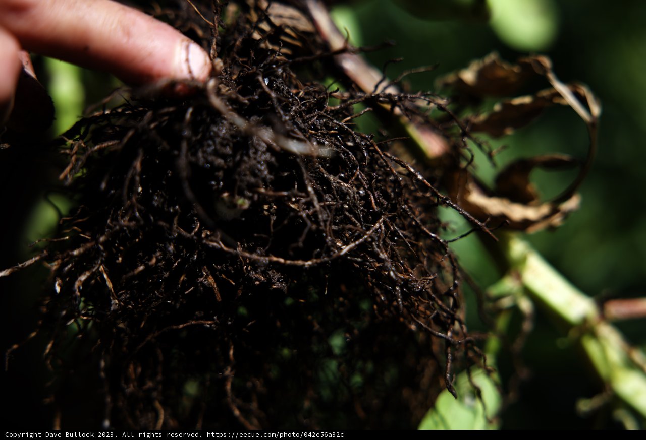 Embracing Regenerative Growth